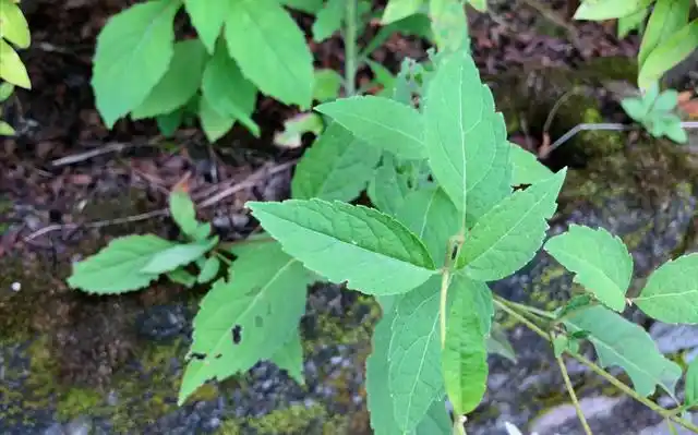 六月雪的功效与作用(六月雪的功效与作用禁忌)_植物知识网