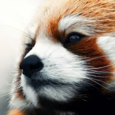 微信头像女动物霸气 霸气头像图片大全 -【爱个性】