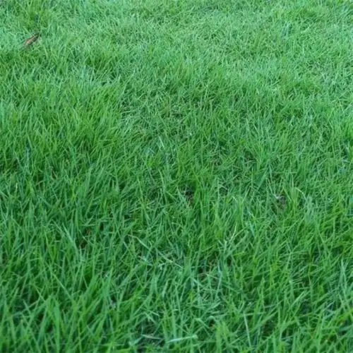 早熟禾草坪一平方米出售价格是多少