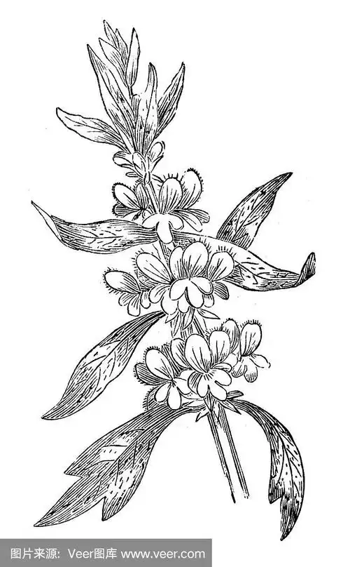 益母草古董插图