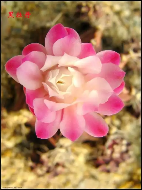 荒漠中的生命之花