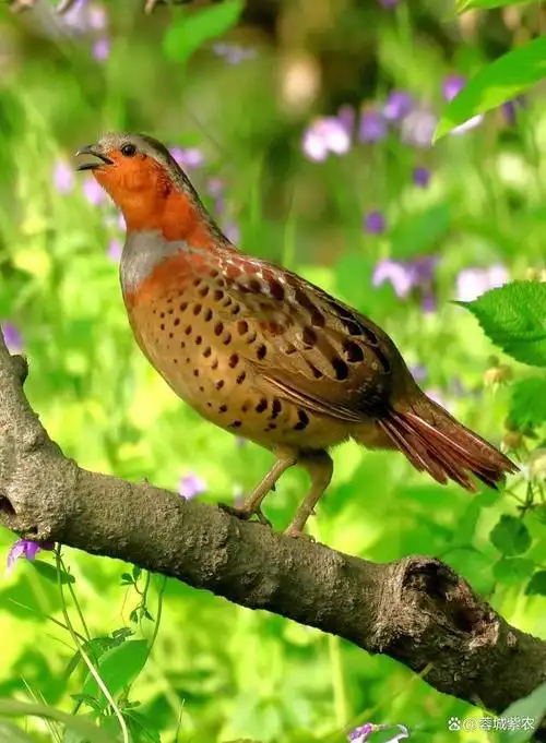 探究竹鸡的生活习性及其繁殖规律