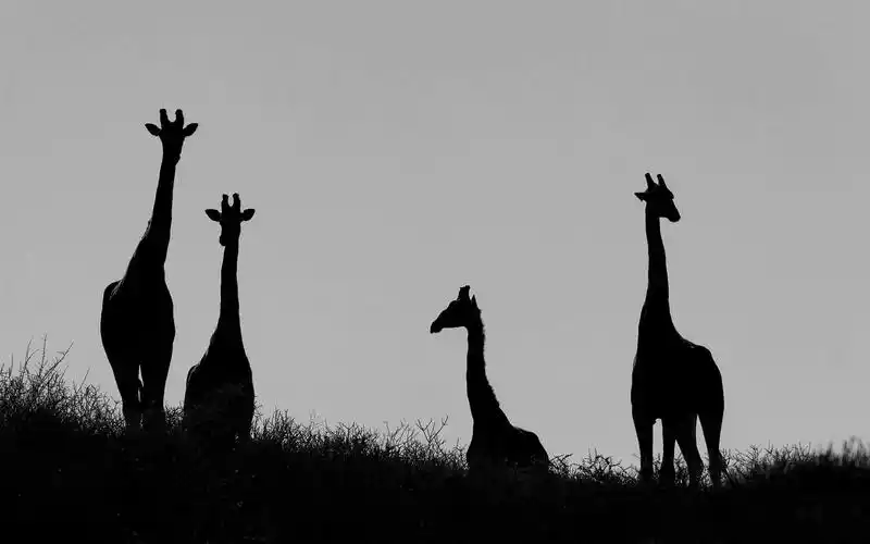 壁纸黑白摄影长颈鹿