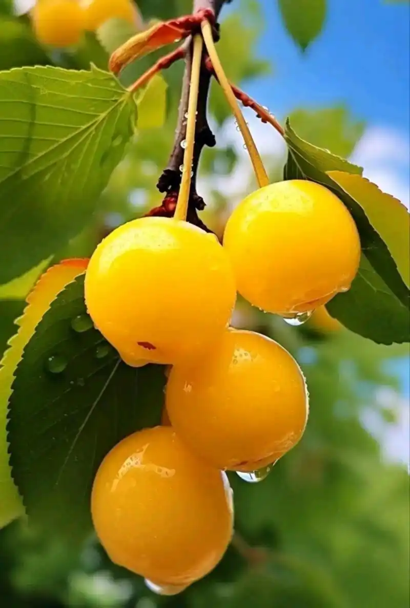 分享图片:这么水灵的水果,您想吃吗?