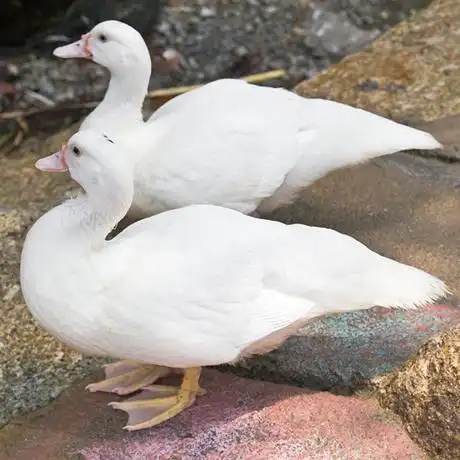 爱逛街为您找到白鸭子相关的宝贝,您可以在下面的板块中挑选喜欢的