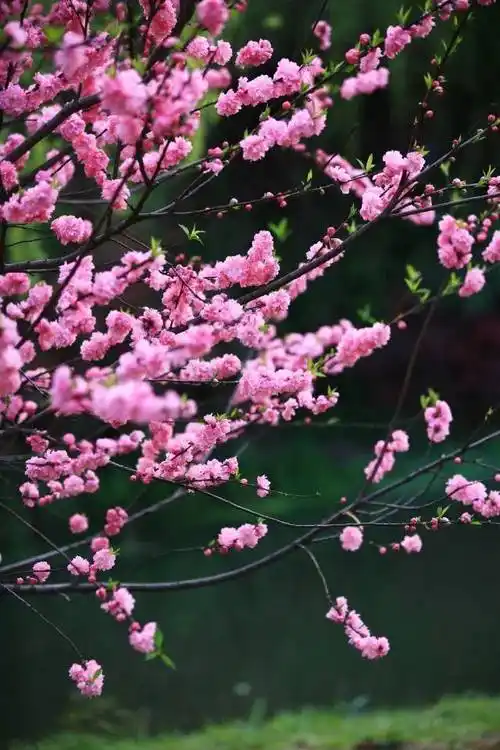 桃花盛开,姹紫嫣红,春天真的来了