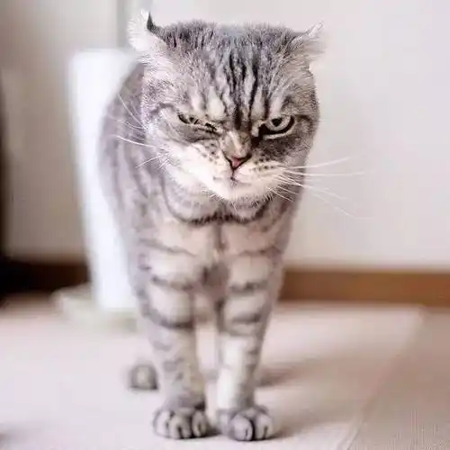 从来没见过这样的猫,万年凶啊!