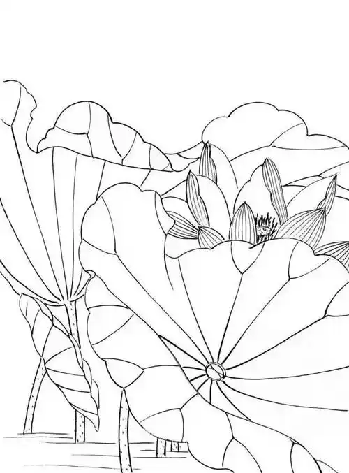 工笔荷花白描底稿