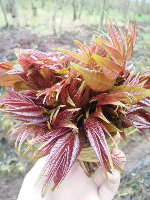 红油香椿芽 9~12cm