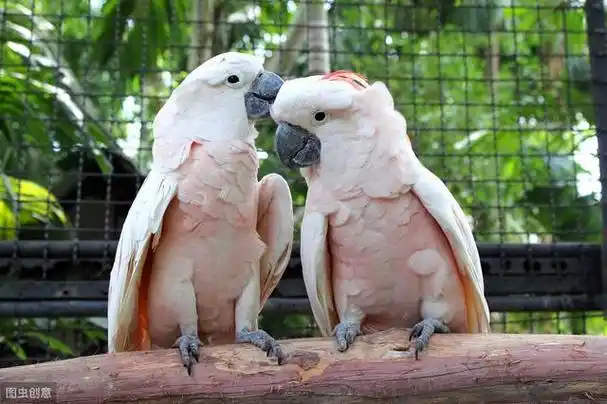 红葵的功效与作用,红天葵的功效和作用(最受欢迎的三种大型鹦鹉)