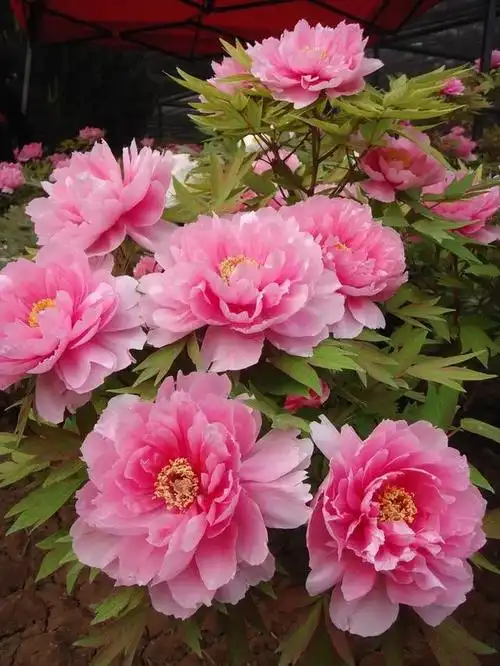 千姿百态万紫千红一组顶级绝美牡丹花欣赏