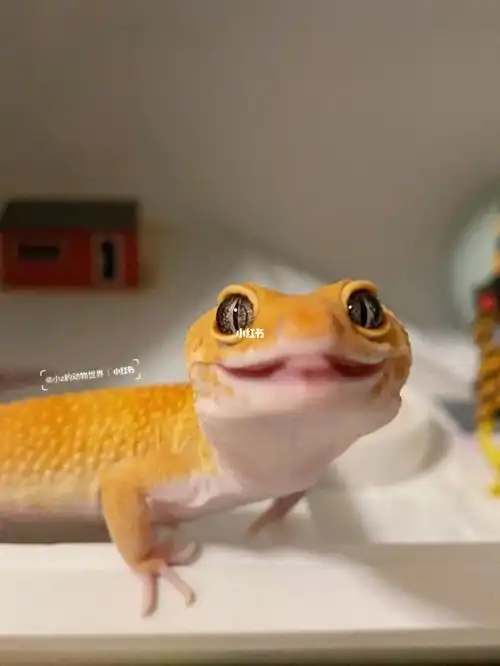 又是被小守宫微笑治愈的一天019969♀15_治愈_治愈系_豹纹