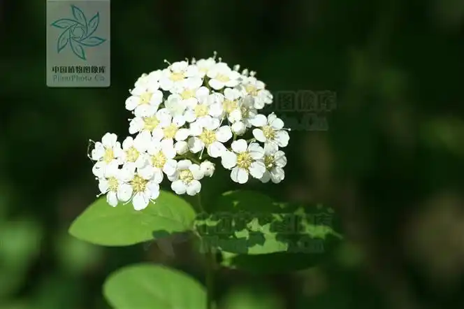 蔷薇科,绣线菊属 a href="#" data-lemmaid="1520017">灌木 /a>,高