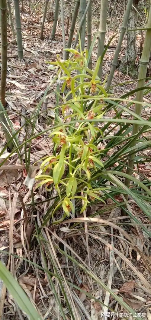 野生九头兰花又学名蕙兰