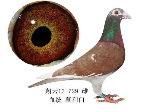 信鸽在线拍卖平台 - 中国信鸽信息网