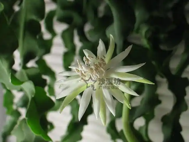 多肉昙花植物卷卷特色品种15cm枝条易养易发根多肉植物