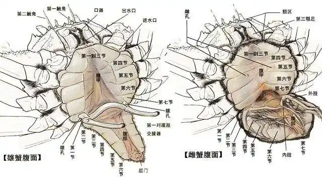 大多数蟹类背扁腹平,身体由头胸部,腹部以及附肢组成.