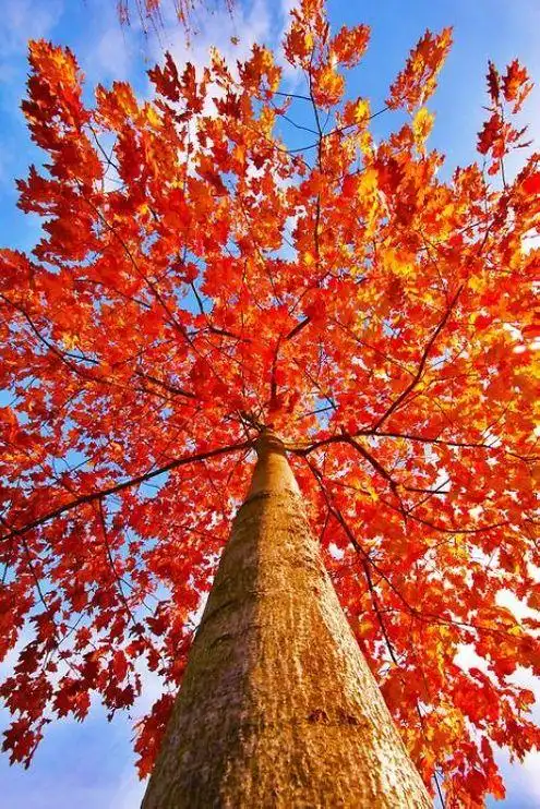 仰视高大笔直的大树美丽风景图片分享