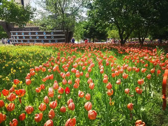 长春公园郁金香