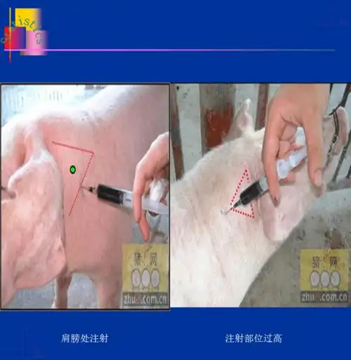 猪注射部位图片