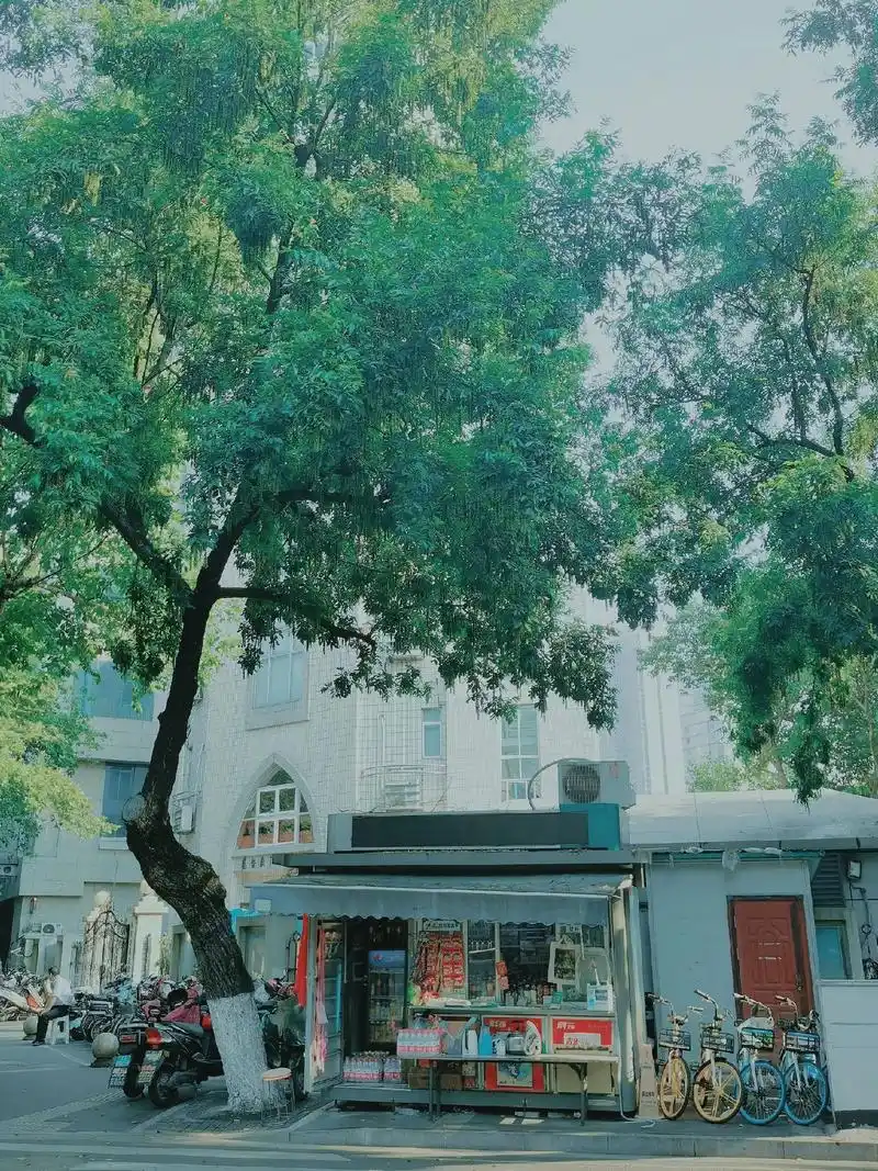 某某打卡.#梧桐大道#南京梧桐树#某某#某某木苏里  "下个 - 抖音