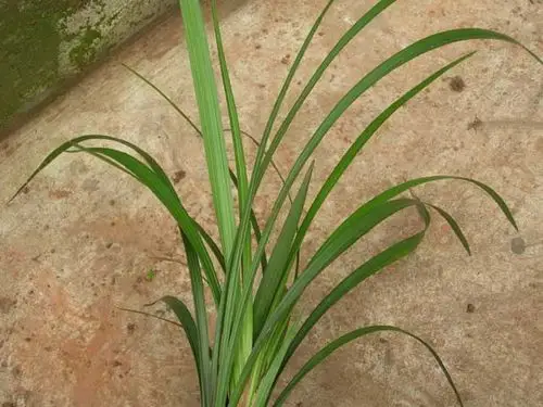 兰友访友请看叶-兰市行情-中国兰花交易网社区