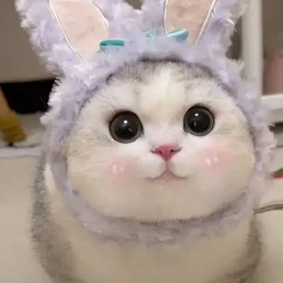 可爱猫咪头_微信头像_我要个性网