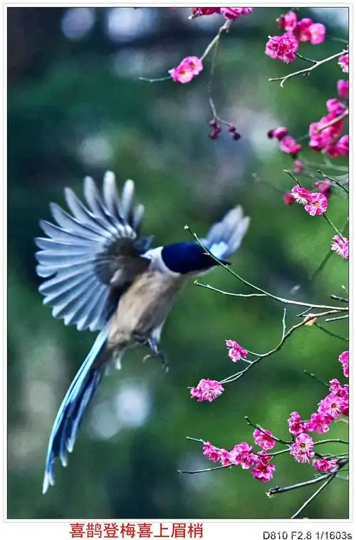 喜鹊登梅《二》(副本)