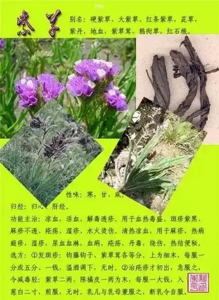 各种中草药图片以及药名(身边常见中草药图片大全)_造梦网