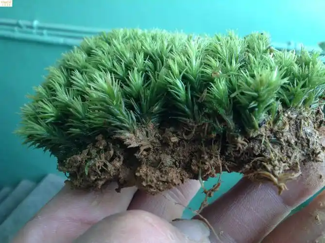 青苔鲜活植物铺盆面草diy微景观台藓瓶庭院其它园艺用品