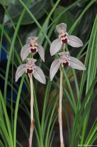 再传心心相印-莲瓣篇-中国兰花交易网社区