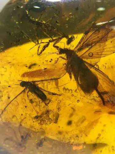 琥珀凝固了时光,凝固了场景,绝无仅有的螳螂捕蝉