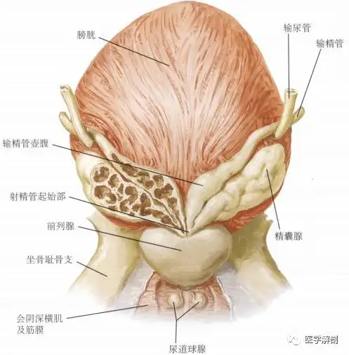 人体解剖学:男性生殖器 | 睾丸