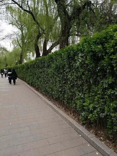 吉林北海道黄杨小苗种植基地