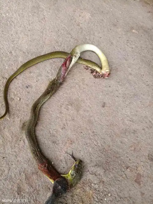 我家果园进来这条蛇什么水平?