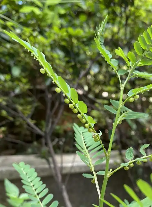 可可爱爱的叶下珠