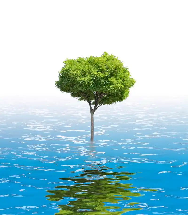 在水中的树,绿色的树叶在水中与棵孤独的树