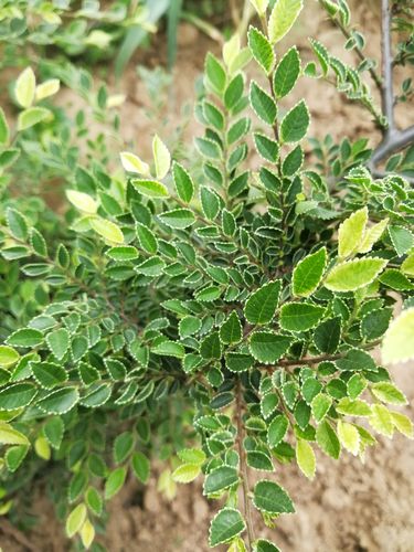 八房金芽榆  八房榆小叶榔榆日本进口榆树苗素材盆景金叶榆原生