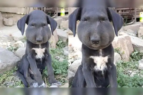 小狗出去溜达一圈,脸被马蜂蛰成"表情包",网友:打肿脸充胖子?