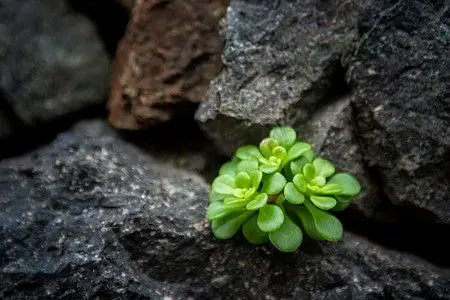 石缝里的多肉植物下午植物石墙无摄影图配图