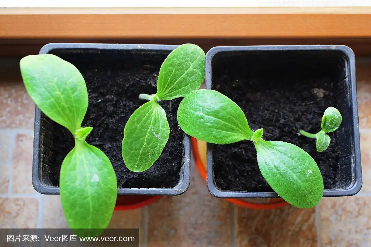 小西葫芦幼苗生长
