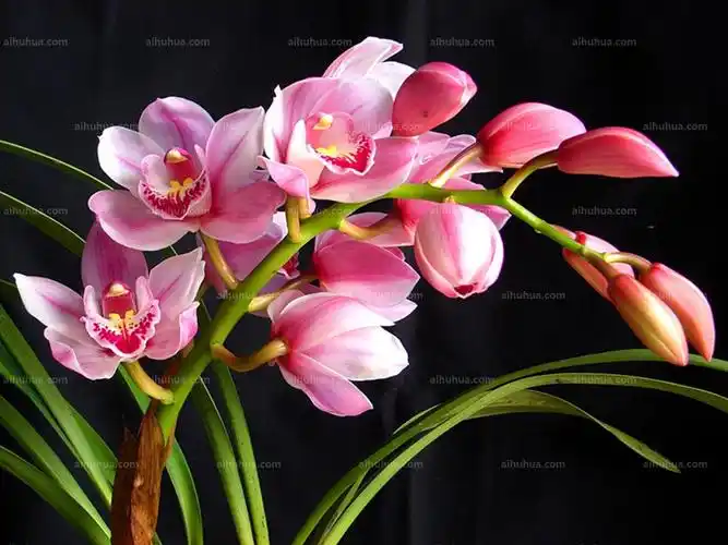 大花蕙兰图片_园林的大花蕙兰图片大全 - 花卉网