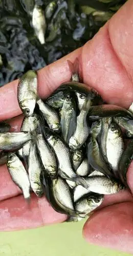 供应大厅  水产 鱼苗 商品详情 本公司长期供应加州鲈鱼苗,银鳕鱼苗