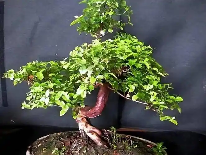 本园还有数量较多的精品盆景(真柏,榕树,九里香,朴树,榆树,黑松等)