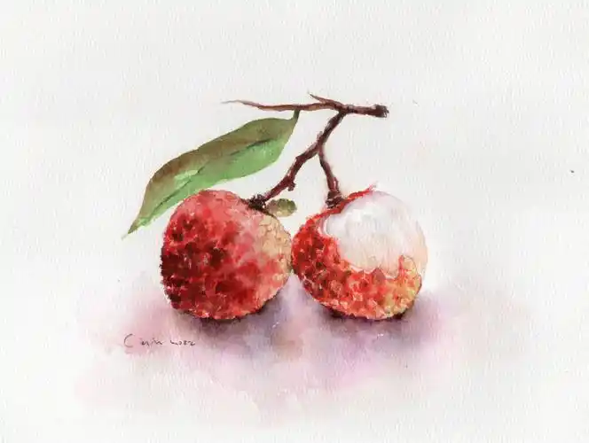荔枝水彩画有步骤图简单水果水彩画