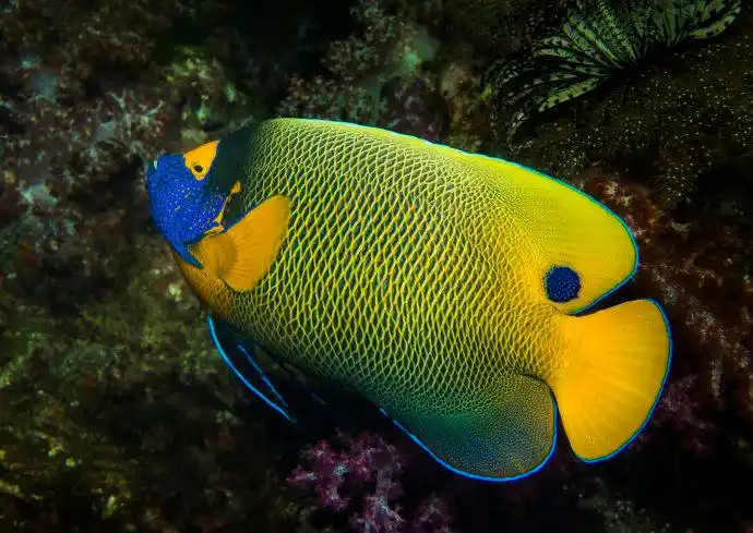 神仙鱼是如何繁殖的