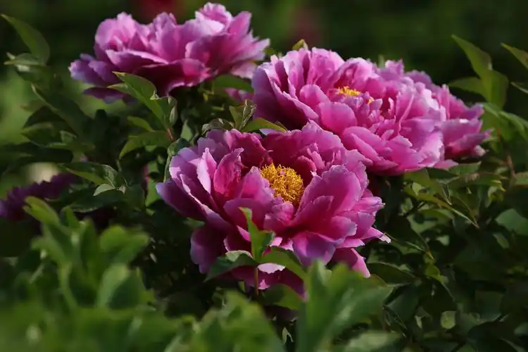 大观园的牡丹花图片花卉鲜花花朵牡丹花牡丹