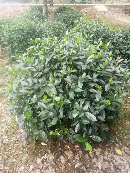 大叶栀子球-湖南杯苗基地-湖南造型罗汉松-浏阳市旭旺苗木种植专业合