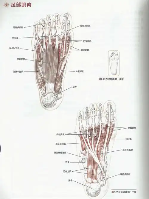 图二足底浅层,中层二,足底部浅层,中层,深层及足背部的肌肉分布图一一