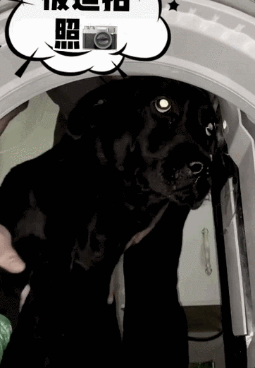 养黑狗是一种怎样的体验?日常找狗,拍照全靠运气.